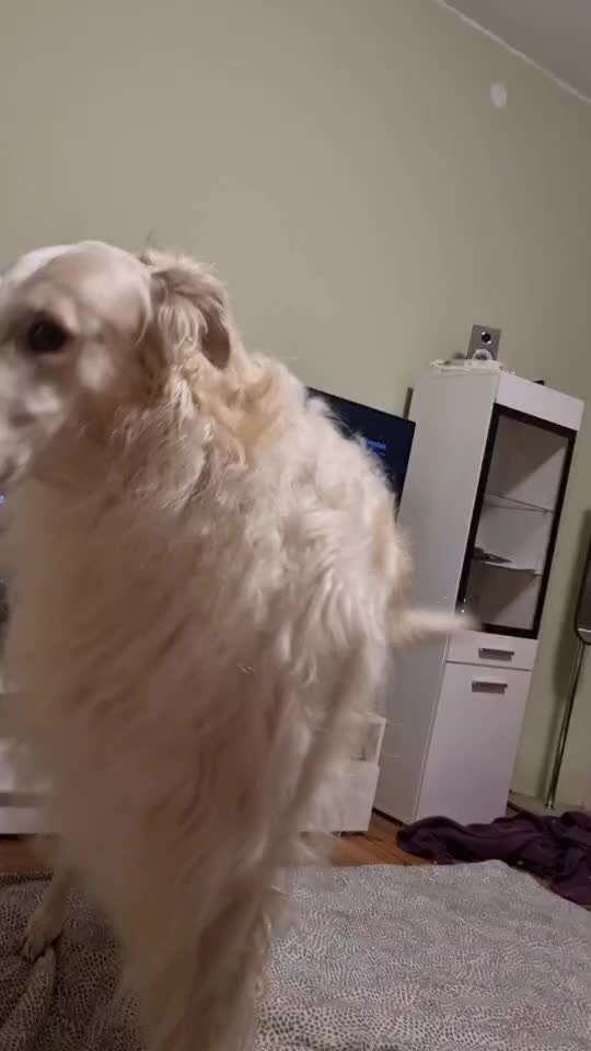 Windhunde - Treffen der besonderen Schönheiten
HERZLICH WILLKOMMEN-Beitrag-Bild