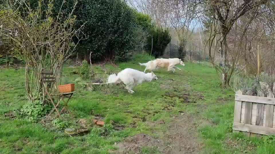 Windhunde - Treffen der besonderen Schönheiten
HERZLICH WILLKOMMEN-Beitrag-Bild