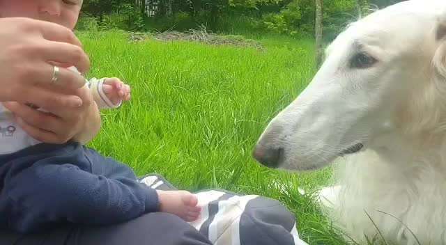 Windhunde - Treffen der besonderen Schönheiten
HERZLICH WILLKOMMEN-Beitrag-Bild