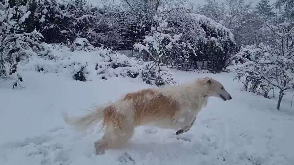 Windhunde - Treffen der besonderen Schönheiten
HERZLICH WILLKOMMEN-Beitrag-Bild
