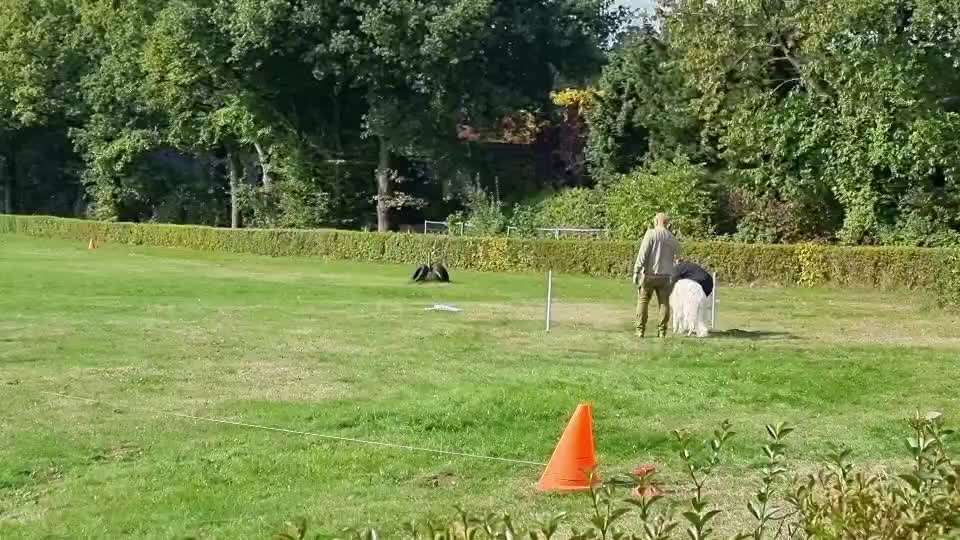 Windhunde - Treffen der besonderen Schönheiten
HERZLICH WILLKOMMEN-Beitrag-Bild