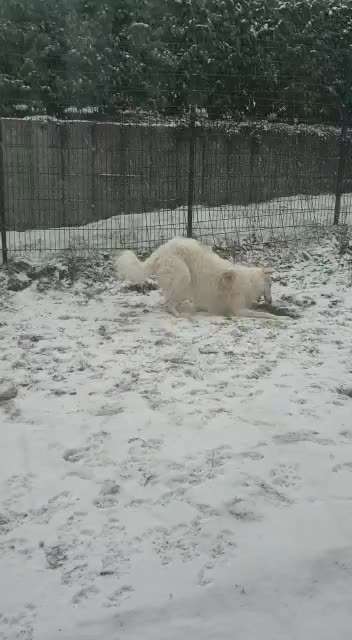 Windhunde - Treffen der besonderen Schönheiten
HERZLICH WILLKOMMEN-Beitrag-Bild