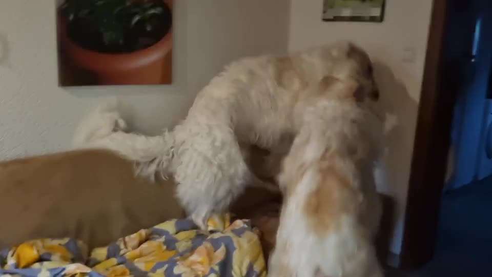 Windhunde - Treffen der besonderen Schönheiten
HERZLICH WILLKOMMEN-Beitrag-Bild