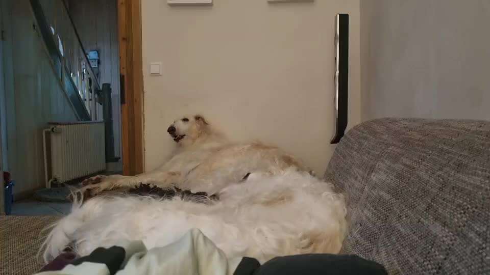 Typisch Jagdhund-Beitrag-Bild