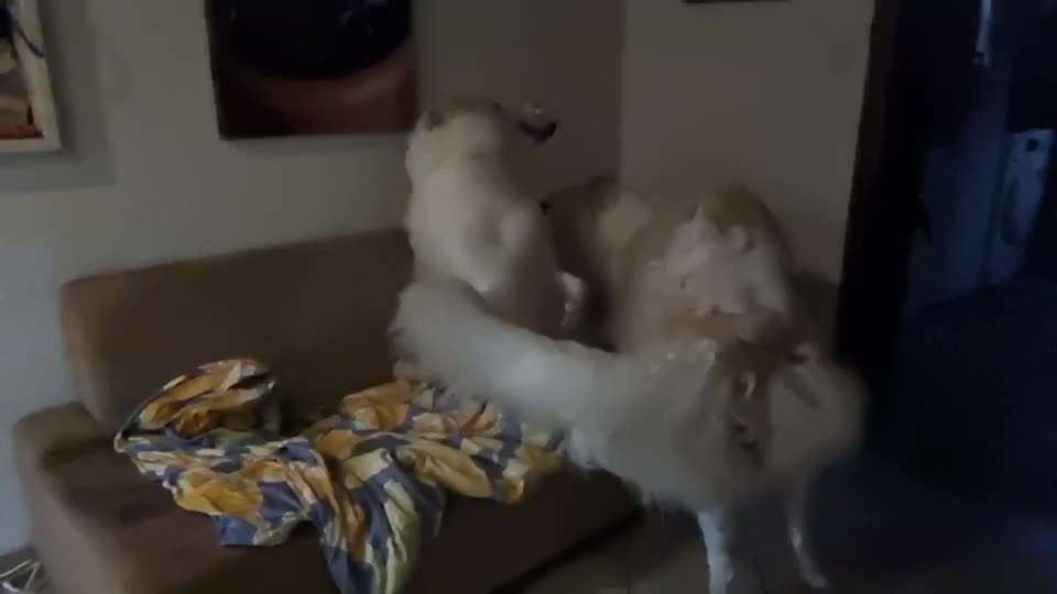 Windhunde - Treffen der besonderen Schönheiten
HERZLICH WILLKOMMEN-Beitrag-Bild