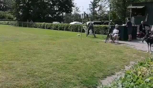 Windhunde - Treffen der besonderen Schönheiten
HERZLICH WILLKOMMEN-Beitrag-Bild