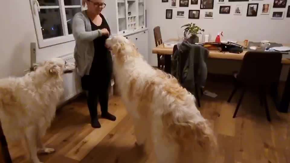 Hier ist der Spaßthread. Zum Schmunzeln und Kaputtlachen-Beitrag-Bild