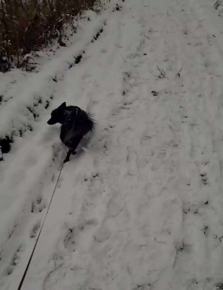 Zeigt mal die schönsten Bilder von euren Hunden !-Beitrag-Bild