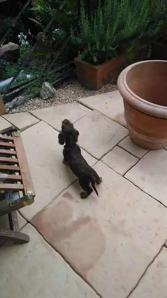 Handy Video Challenge Nr. 39- Bellen u.s.w.-Beitrag-Bild