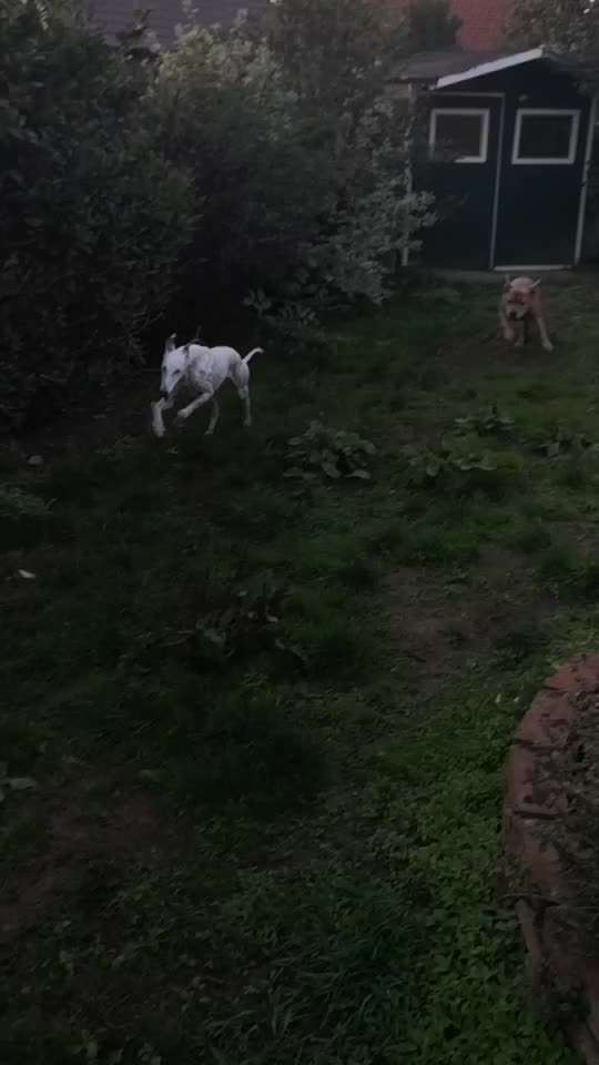 Windhunde - Treffen der besonderen Schönheiten
HERZLICH WILLKOMMEN-Beitrag-Bild