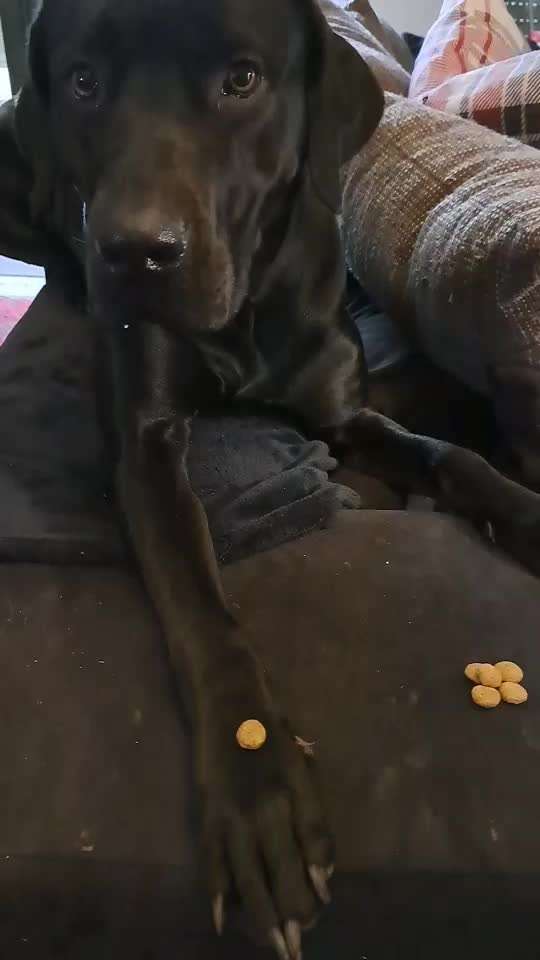 Ab durch die Hecke...-Beitrag-Bild