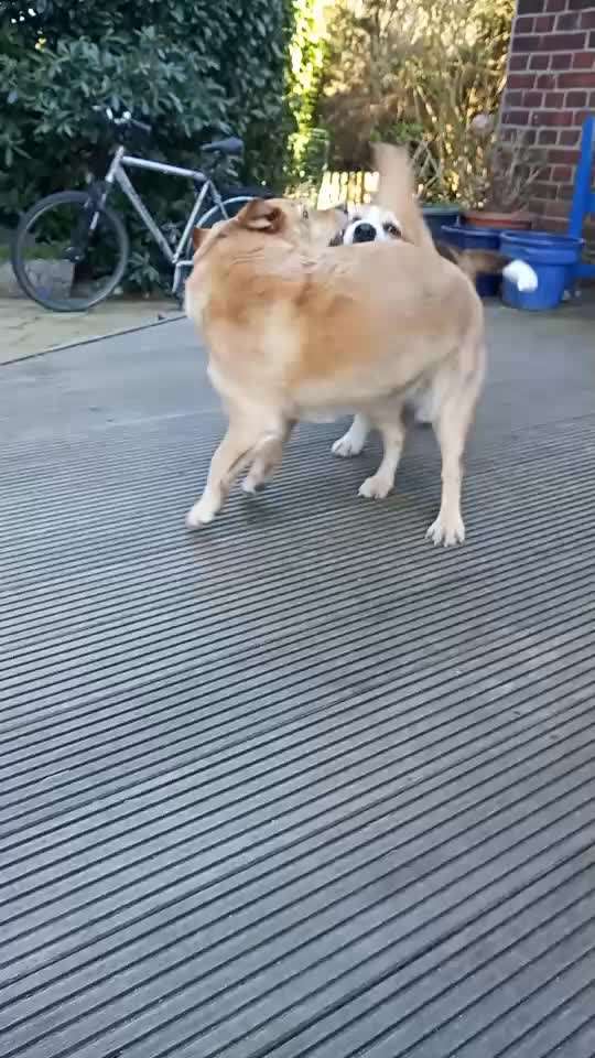 Zeigt hier Euer liebstes Video Eurer Hunde-Beitrag-Bild