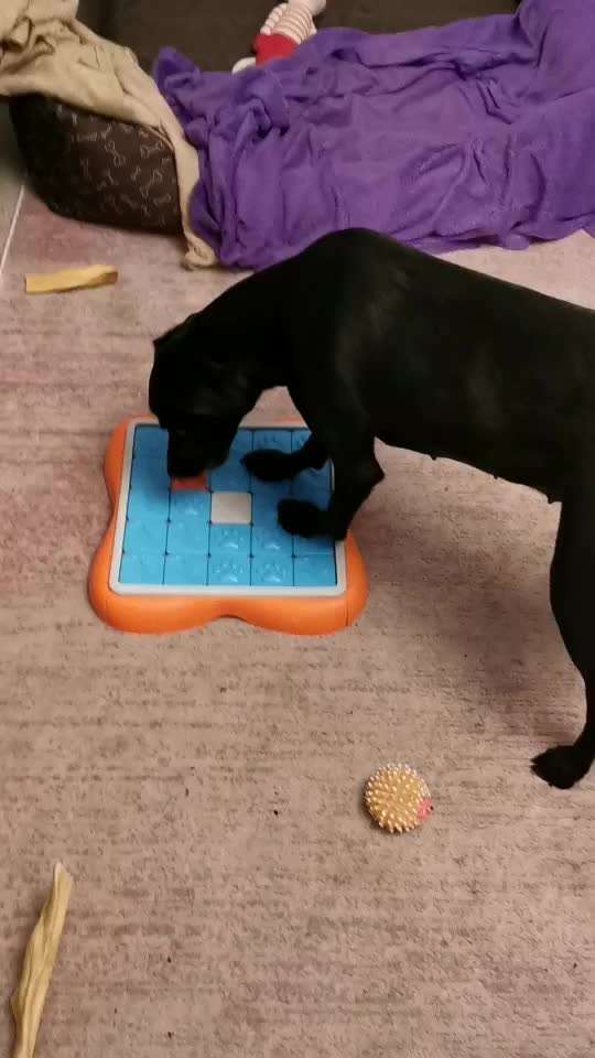 Mischlinge raten - Rätselspaß-Beitrag-Bild