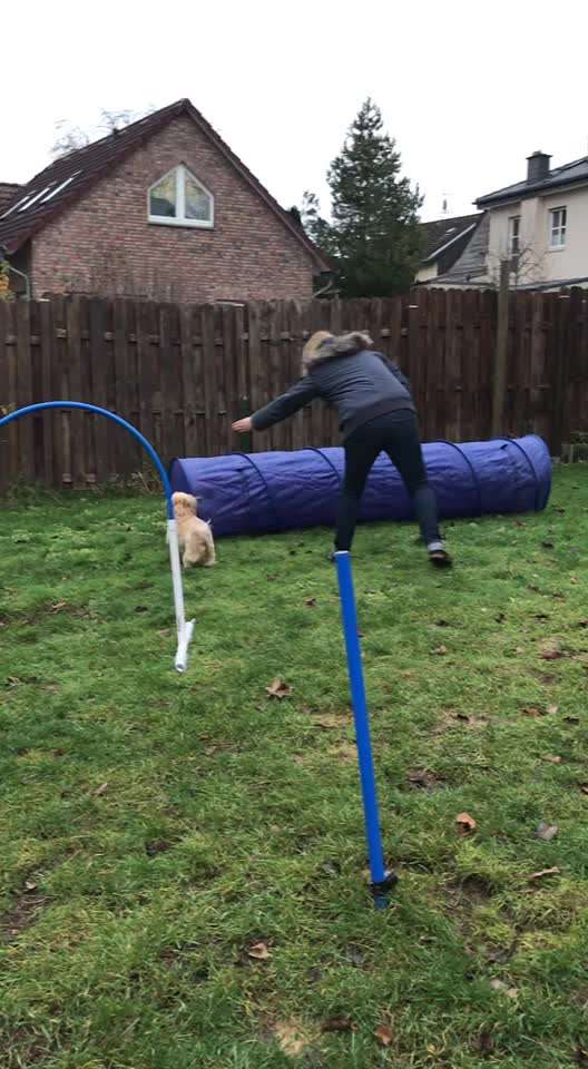 Gibt es Agility Fans unter uns ?-Beitrag-Bild