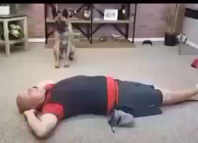 Hunde Memes-Beitrag-Bild