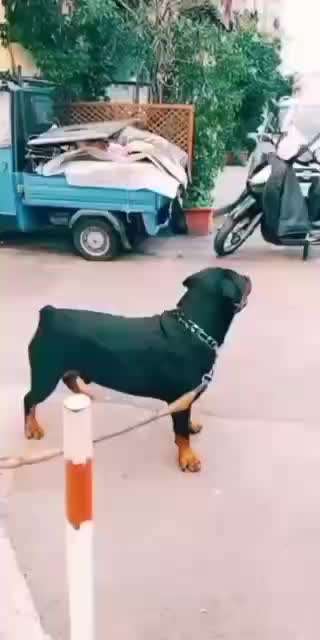 Hunde Memes-Beitrag-Bild