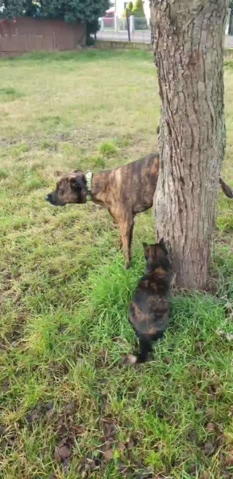 Bester Freund, Hundekumpel - zeigt her!-Beitrag-Bild