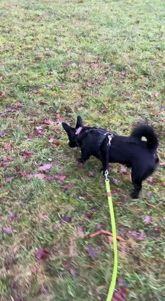 Wie optimal ist das Körpergewicht meines Hundes?-Beitrag-Bild