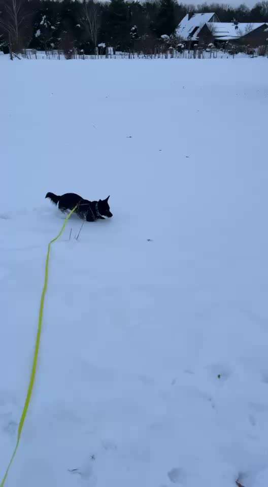 TierschutzhundeStammtisch🐕-Beitrag-Bild