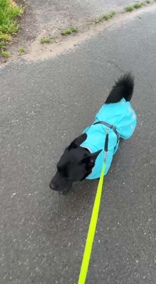TierschutzhundeStammtisch🐕-Beitrag-Bild