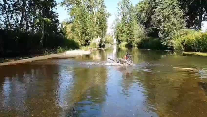 Dürfen unsere Hunde noch ins Wasser – oder ist das schon fahrlässig? 💦🐶-Beitrag-Bild