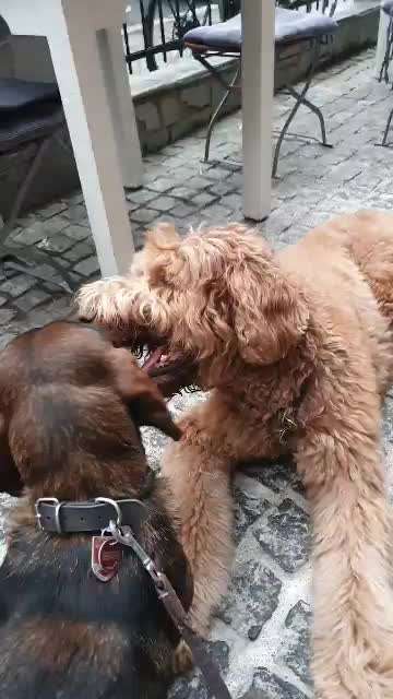 Bester Freund, Hundekumpel - zeigt her!-Beitrag-Bild