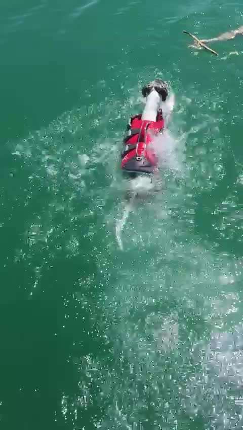 Windhunde - Treffen der besonderen Schönheiten
HERZLICH WILLKOMMEN-Beitrag-Bild