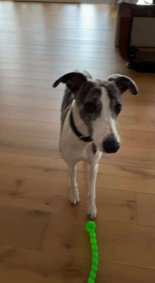 Windhunde - Treffen der besonderen Schönheiten
HERZLICH WILLKOMMEN-Beitrag-Bild