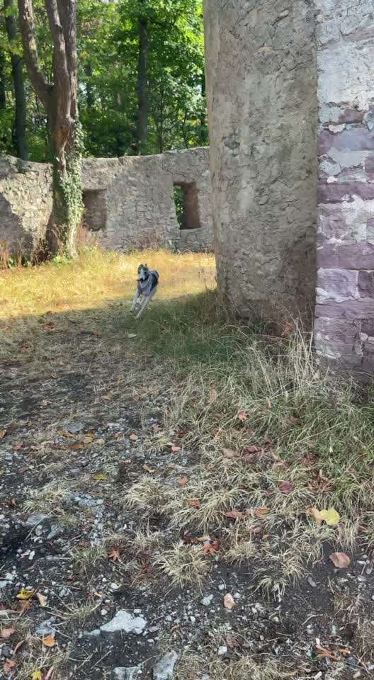 Windhunde - Treffen der besonderen Schönheiten
HERZLICH WILLKOMMEN-Beitrag-Bild