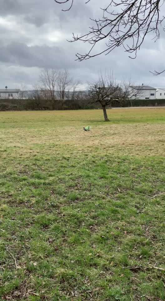 Windhunde - Treffen der besonderen Schönheiten
HERZLICH WILLKOMMEN-Beitrag-Bild