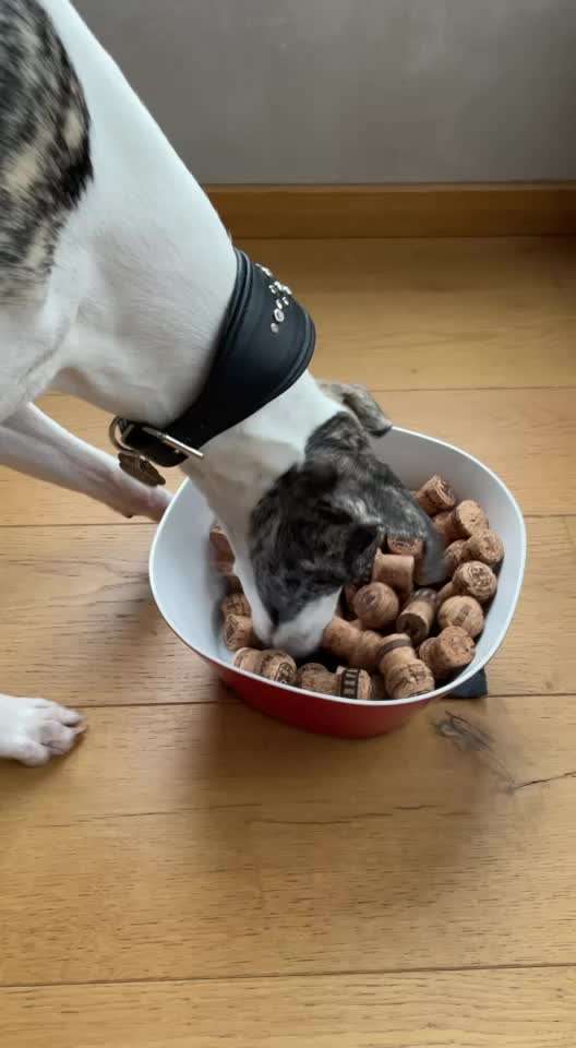 Windhunde - Treffen der besonderen Schönheiten
HERZLICH WILLKOMMEN-Beitrag-Bild