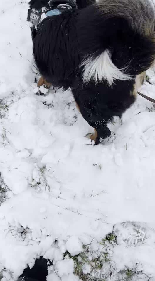 Berner Sennen-Beitrag-Bild