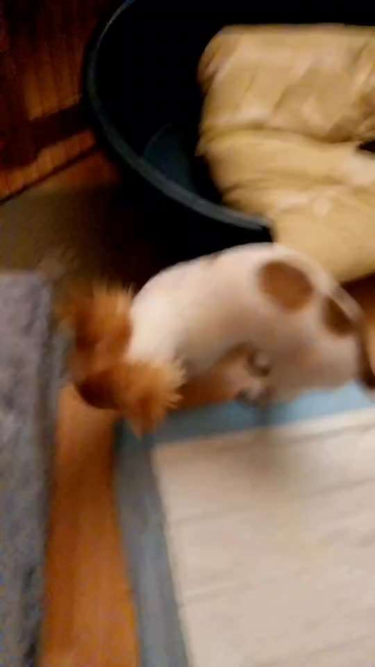 Hunde Memes-Beitrag-Bild