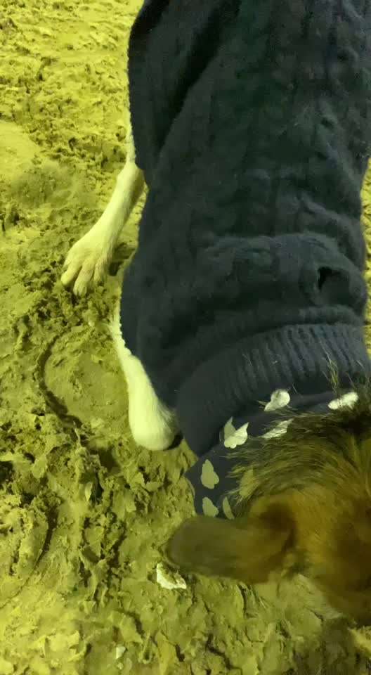 Hundesport mit Tierschutzhund-Beitrag-Bild