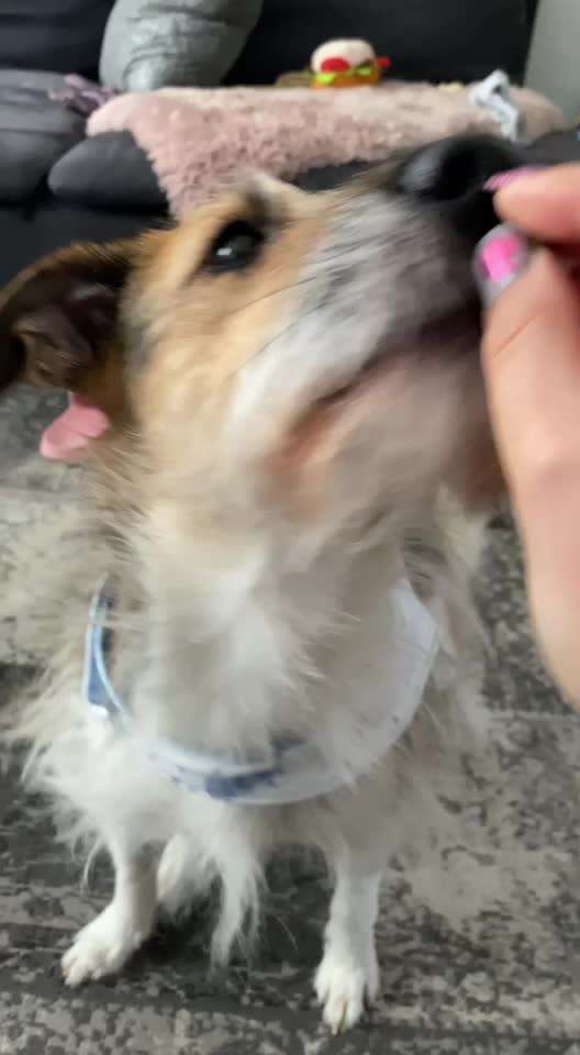 Hundesport mit Tierschutzhund-Beitrag-Bild