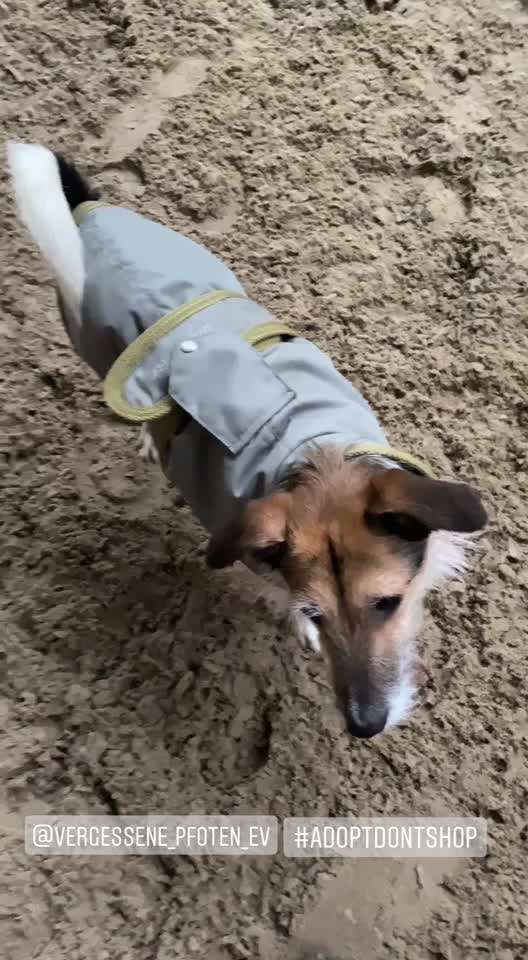 Hundesport mit Tierschutzhund-Beitrag-Bild