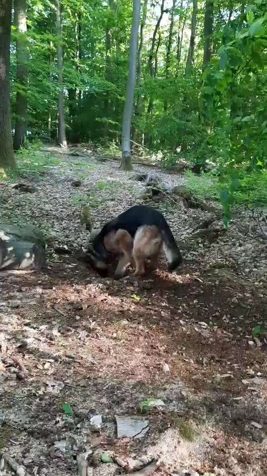 Alles rund um den Schäferhund, diskutieren erwünscht.-Beitrag-Bild