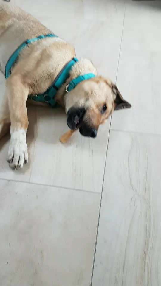 Hunde aus dem Tierschutz/Strassenhunde-Beitrag-Bild