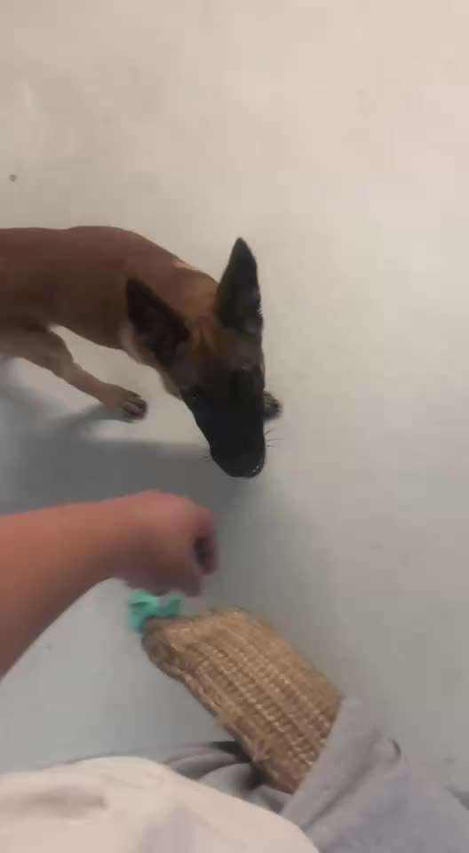 Jagdtrieb oder Pubertät?-Beitrag-Bild