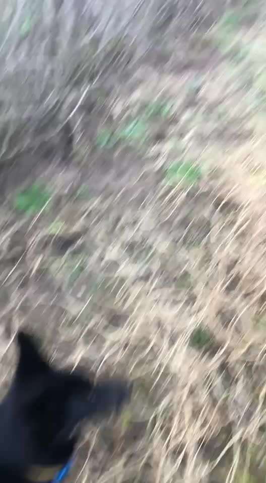 Jagdtrieb oder Pubertät?-Beitrag-Bild