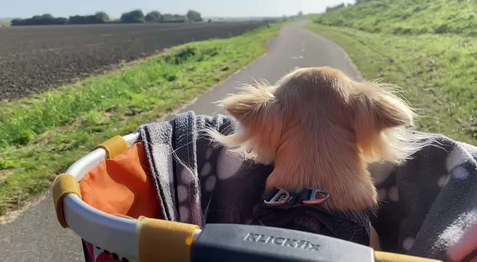 Fahrradtour mit dem Hund-Beitrag-Bild