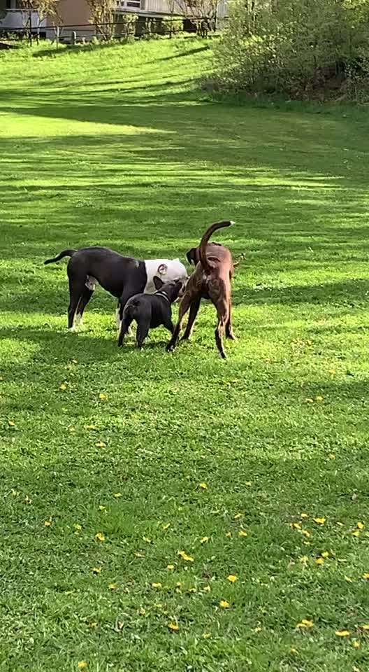 Wie schaffe ich es dass mein Hund sich mit mehr Rüden versteht?-Beitrag-Bild