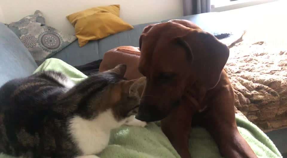 Hund und Katz Momente-Beitrag-Bild