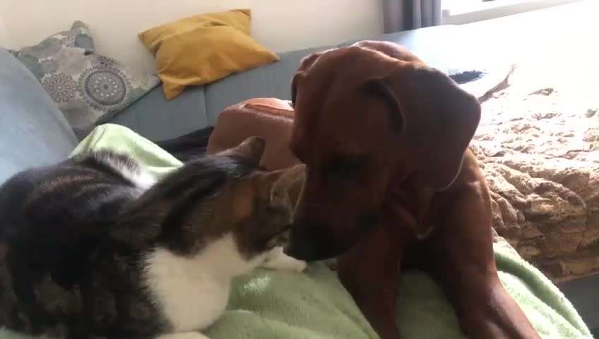 Rhodesian Ridgeback-Beitrag-Bild