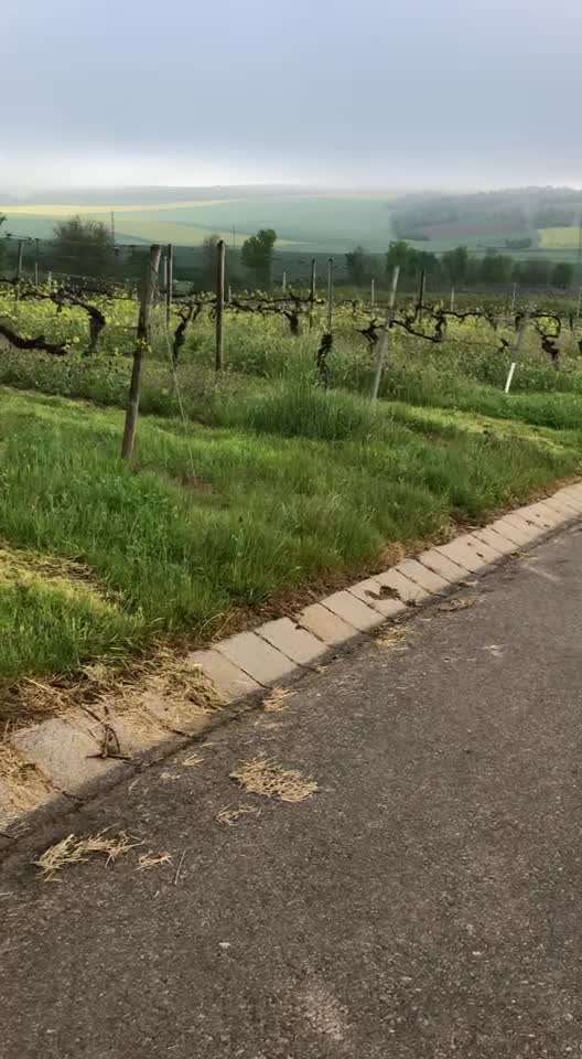 Rhodesian Ridgeback-Beitrag-Bild