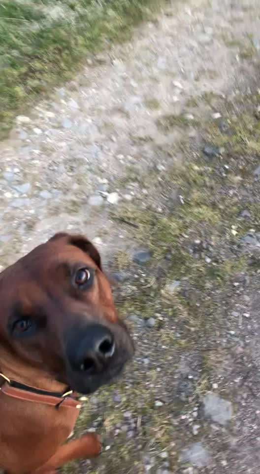 Rhodesian Ridgeback-Beitrag-Bild