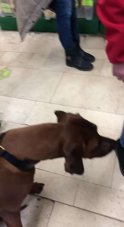 Rhodesian Ridgeback-Beitrag-Bild