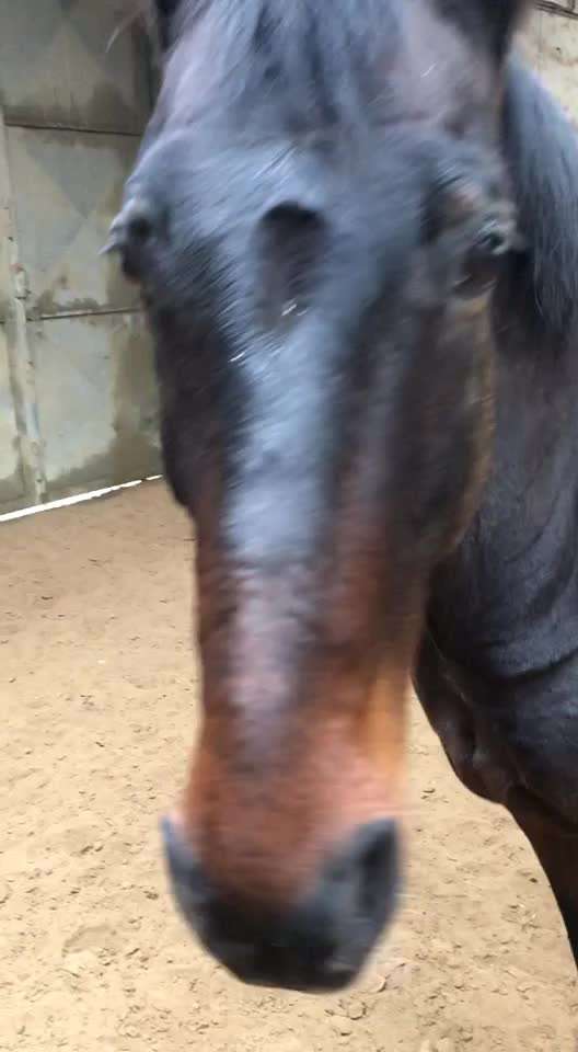 Rhodesian Ridgeback-Beitrag-Bild