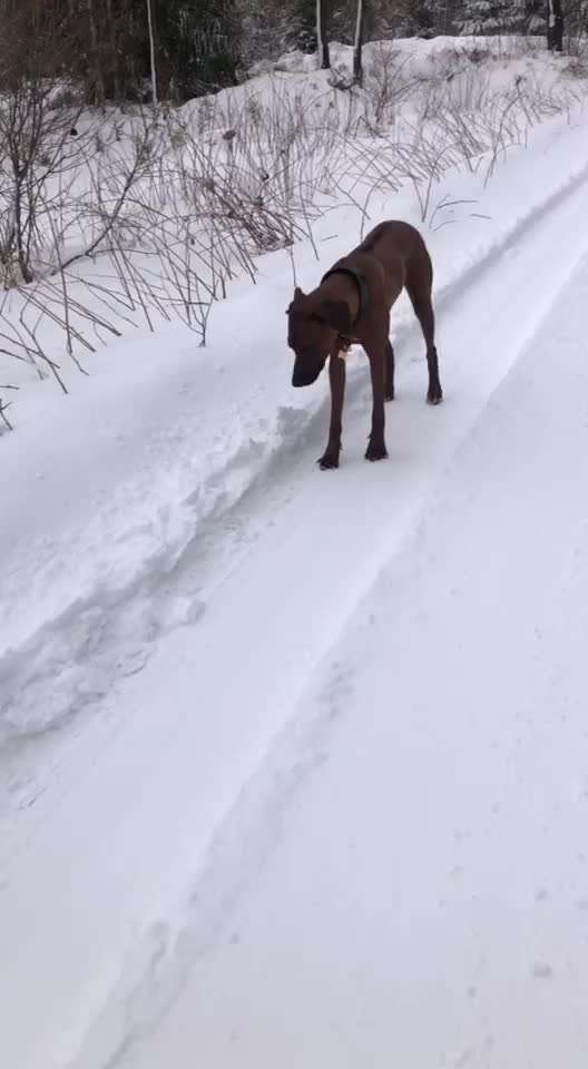 Rhodesian Ridgeback-Beitrag-Bild