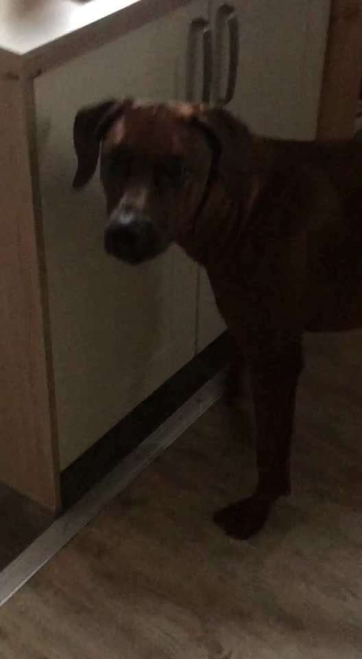 Rhodesian Ridgeback-Beitrag-Bild